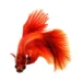 Vibrant red betta fish with flowing fins on white background