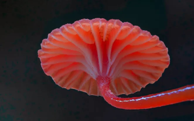 Australian Fungi Macro Photography By Steve Axford