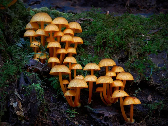 Australian Fungi Macro Photography By Steve Axford