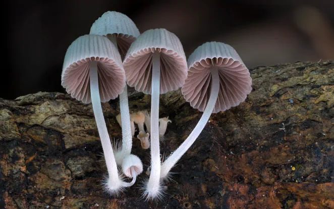 Australian Fungi Macro Photography By Steve Axford