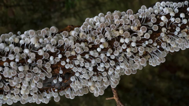 Australian Fungi Macro Photography By Steve Axford
