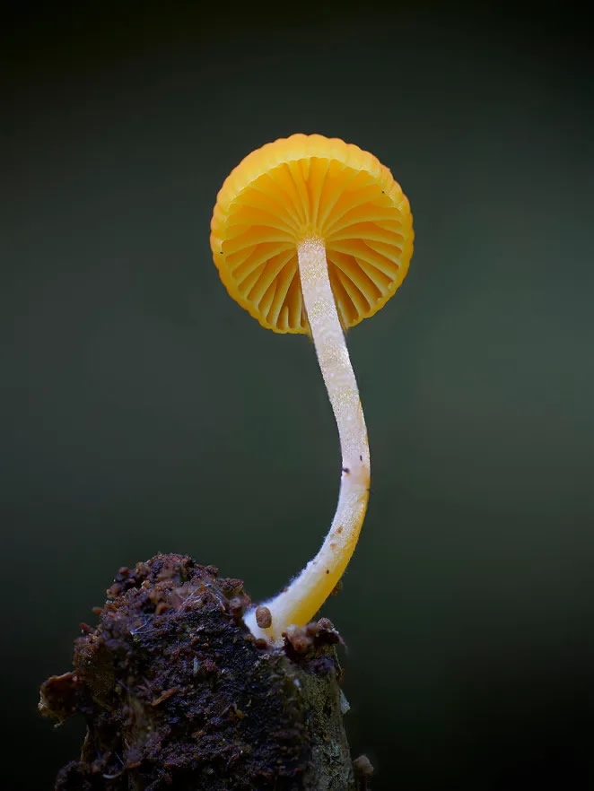 Australian Fungi Macro Photography By Steve Axford