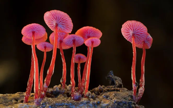 Australian Fungi Macro Photography By Steve Axford