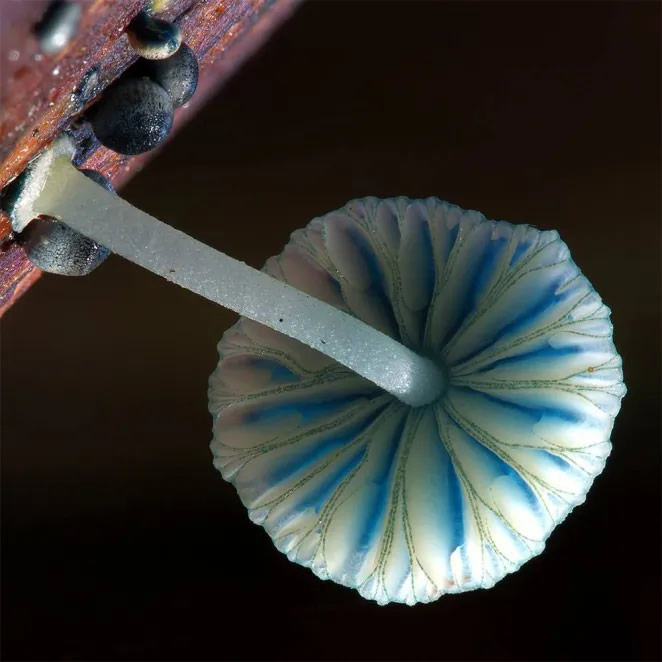 Australian Fungi Macro Photography By Steve Axford