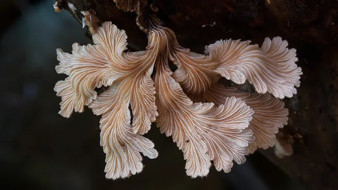 Australian Fungi Macro Photography By Steve Axford