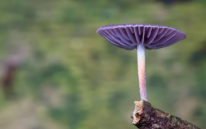 Australian Fungi Macro Photography By Steve Axford