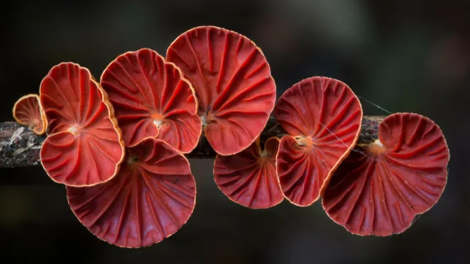 Australian Fungi Macro Photography By Steve Axford