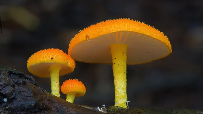 Australian Fungi Macro Photography By Steve Axford