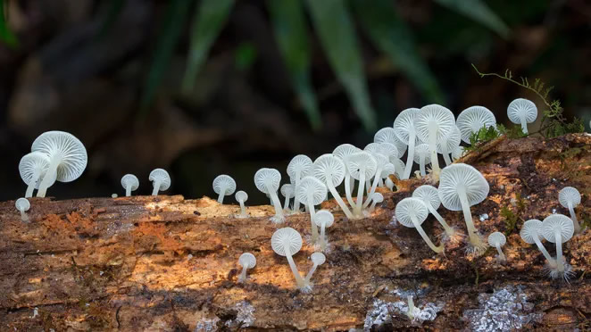 Australian Fungi Macro Photography By Steve Axford