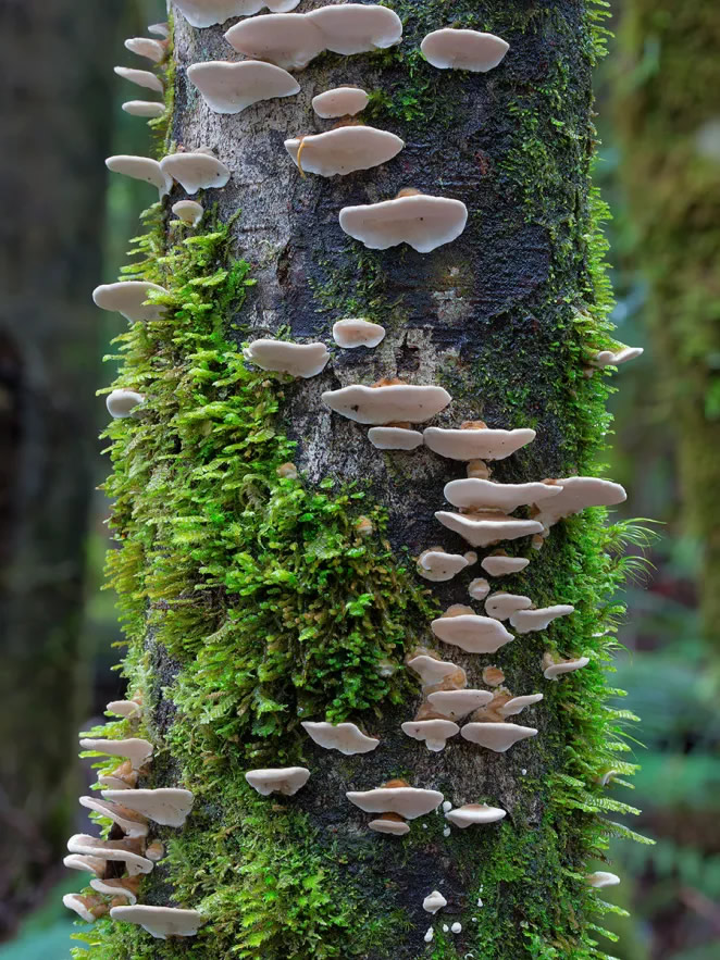 Australian Fungi Macro Photography By Steve Axford