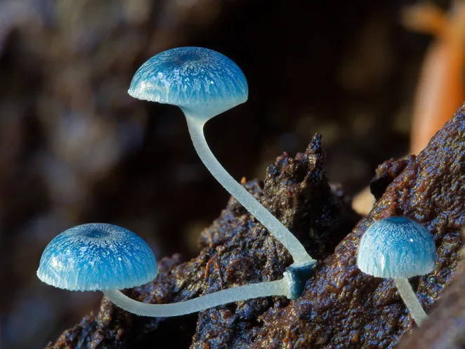 Australian Fungi Macro Photography By Steve Axford