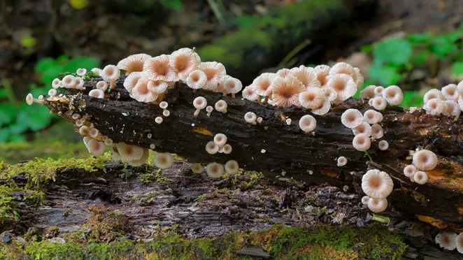 Australian Fungi Macro Photography By Steve Axford