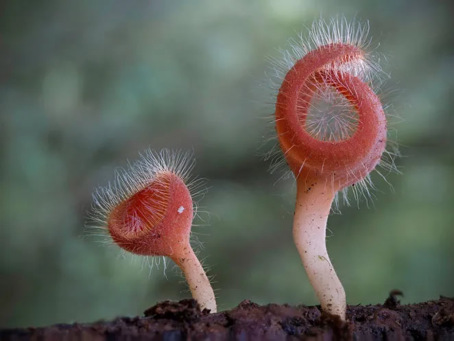 Australian Fungi Macro Photography By Steve Axford