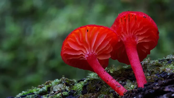 Australian Fungi Macro Photography By Steve Axford