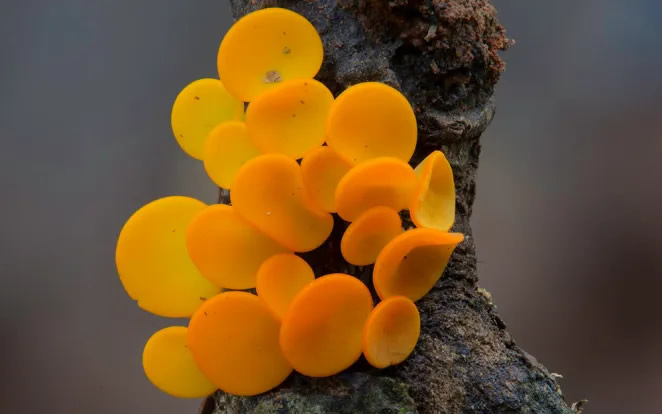 Australian Fungi Macro Photography By Steve Axford