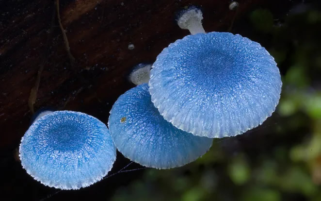 Australian Fungi Macro Photography By Steve Axford