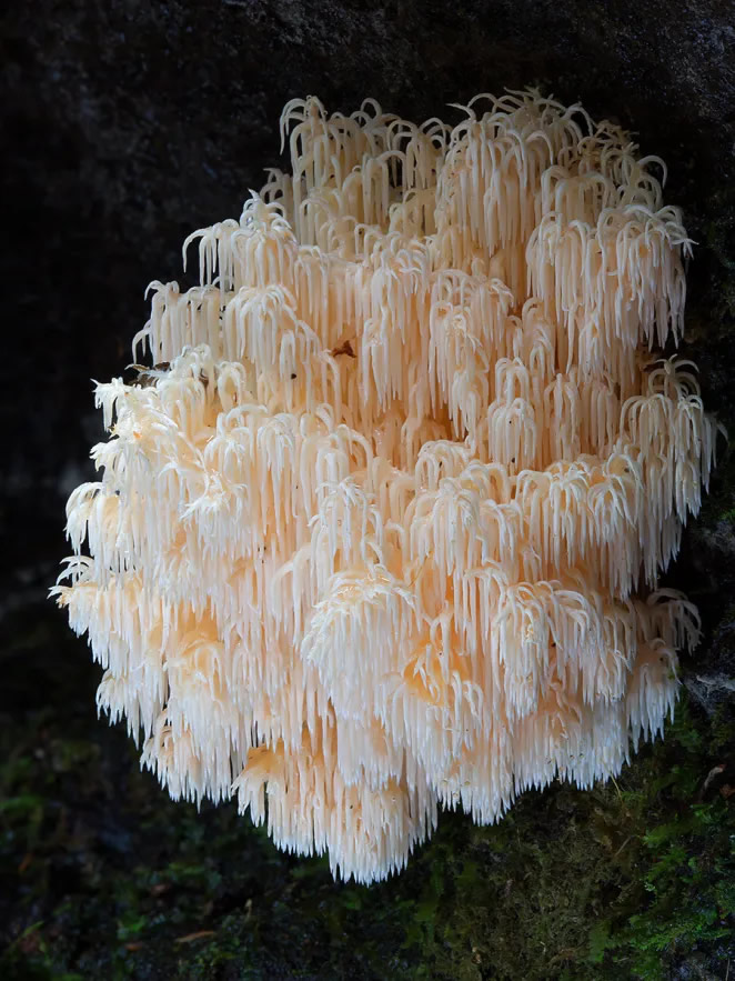 Australian Fungi Macro Photography By Steve Axford