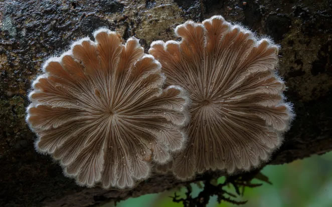 Australian Fungi Macro Photography By Steve Axford