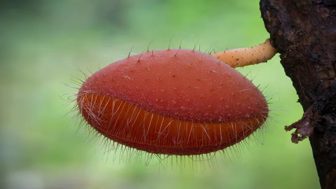 Australian Fungi Macro Photography By Steve Axford