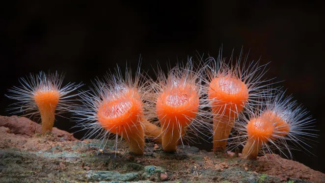 Australian Fungi Macro Photography By Steve Axford