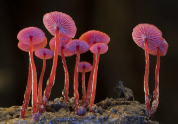 Photographer Steve Axford Beautifully Captured The Macro Photos Of Australian Fungi