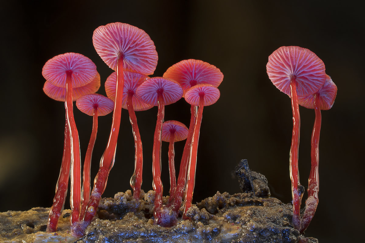 Photographer Steve Axford Beautifully Captured The Macro Photos Of Australian Fungi