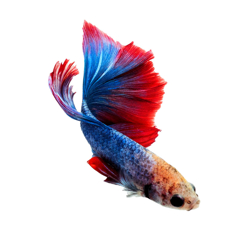 Cute And Colorful Betta Fishes