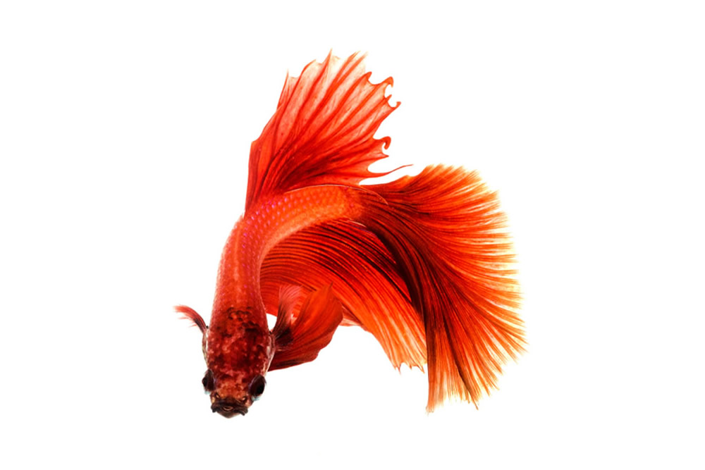Photographer Shubham Jayvant Kothavale Captured The Cute And Colorful Betta Fishes