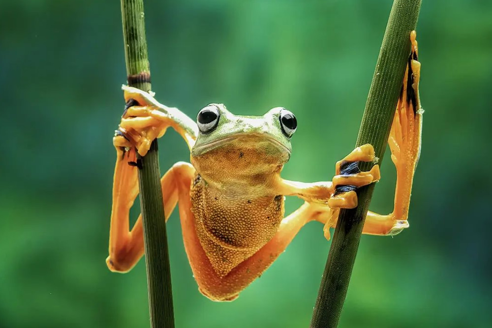 Photographer Dzulfikri Stunningly Captured Close-Up Portraits Of Animals