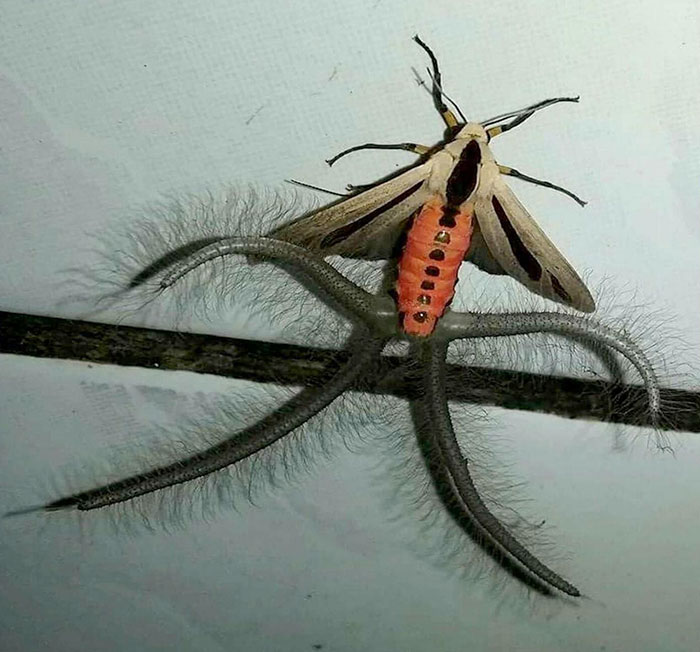 Most Terrifying Things Spotted In Nature