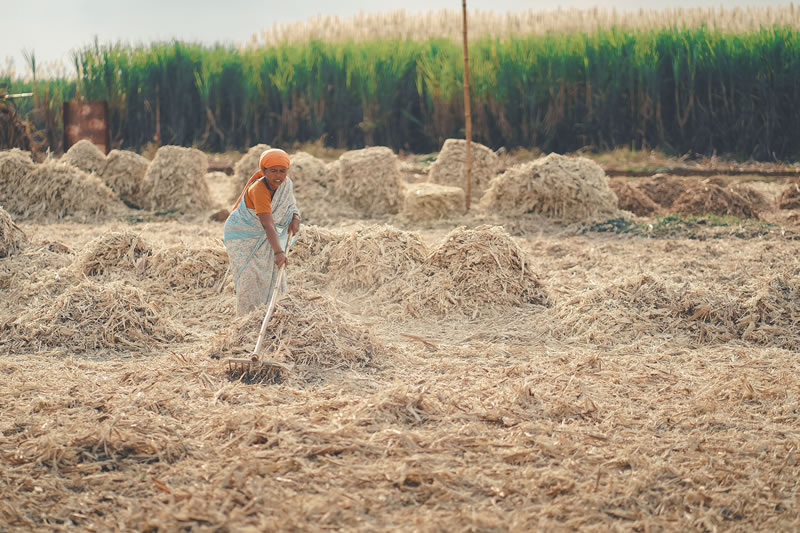 Life Of Jaggery Workers By Vedant Kulkarni