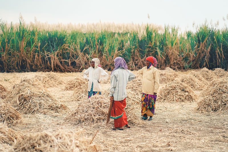 Life Of Jaggery Workers By Vedant Kulkarni