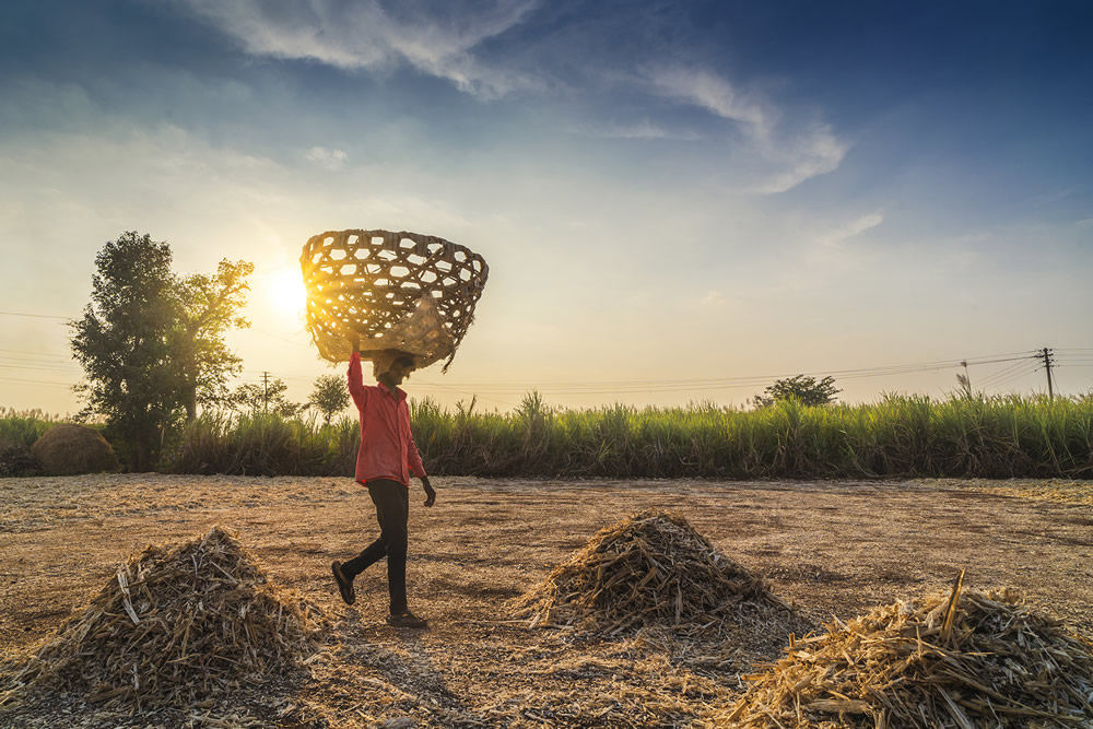 Life Of Jaggery Workers, Photo Story By Vedant Kulkarni