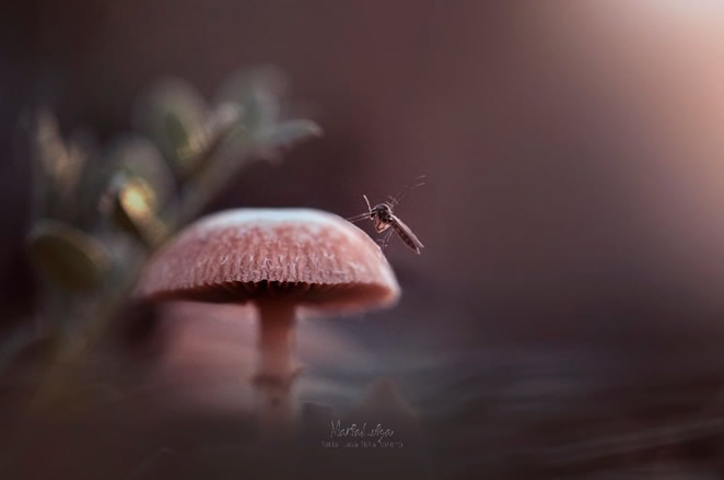 Macro Photography By Maria Luisa Milla