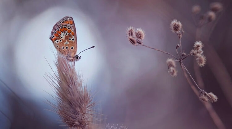 Photographer María Luisa Milla Beautifully Captured The Charming Little World Of Insects