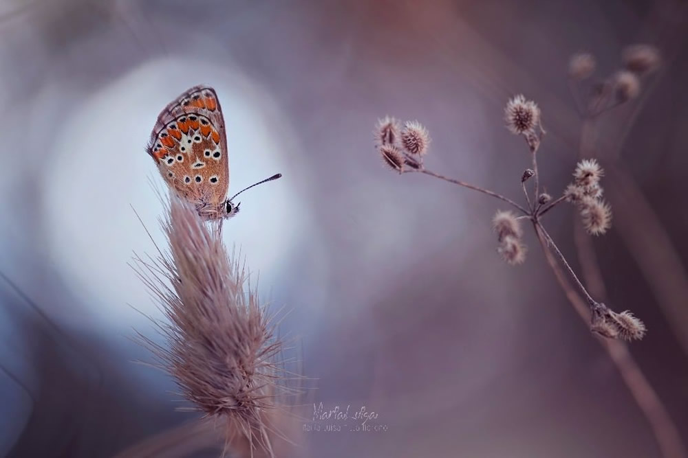 Photographer María Luisa Milla Beautifully Captured The Charming Little World Of Insects