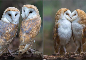 Beautiful Pair Of Owls Caught On Camera While Sharing A Tender Moment