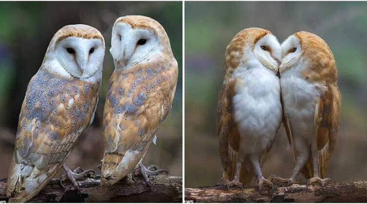 Beautiful Pair Of Owls Caught On Camera While Sharing A Tender Moment