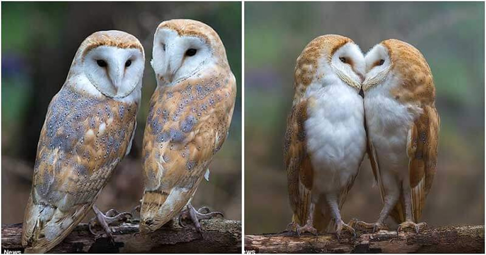 Pair Of Owls