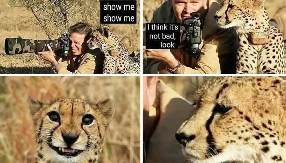 20 Memes About The Struggles Of A Photographer, As Shared By This Instagram Account 21 Cheetah reviewing camera photos, funny photographer meme