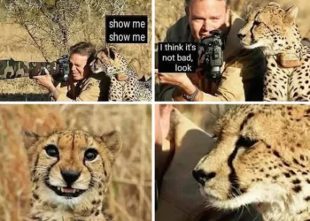 Cheetah reviewing camera photos, funny photographer meme