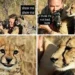 Cheetah reviewing camera photos, funny photographer meme