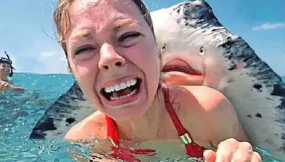 Woman screaming as a large stingray presses its face against her cheek in the ocean