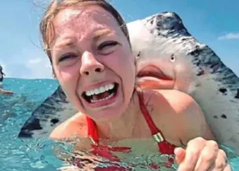 Woman screaming as a large stingray presses its face against her cheek in the ocean