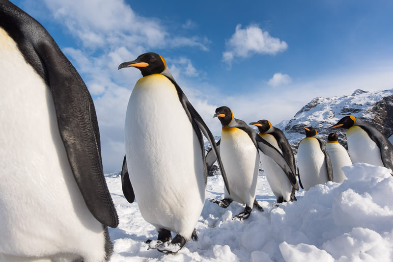 Bird Photographer Of The Year 2022 Finalists