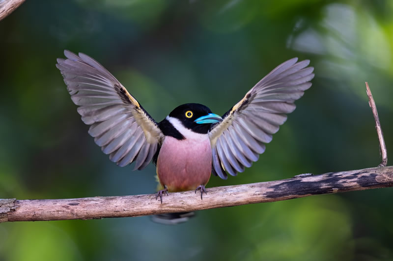 Bird Photographer Of The Year 2022 Finalists