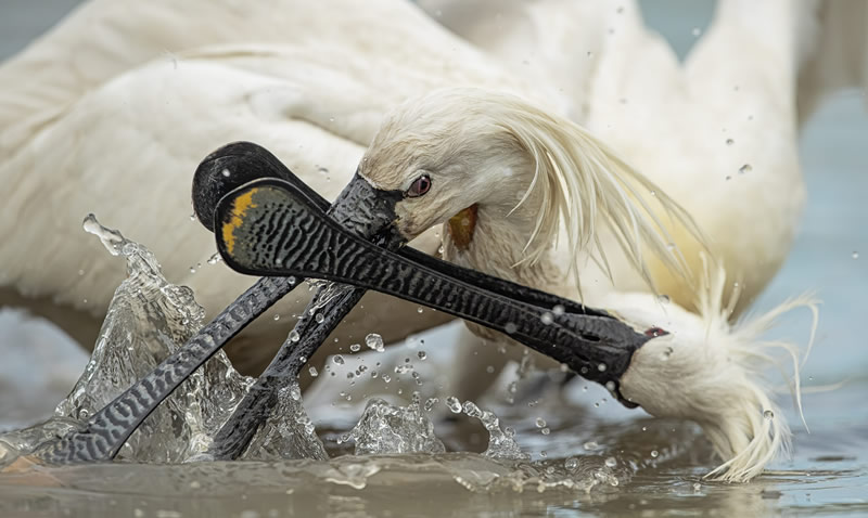 Bird Photographer Of The Year 2022 Finalists