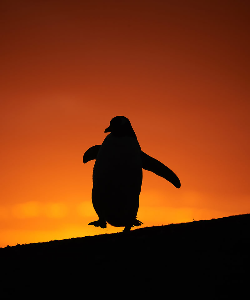 Bird Photographer Of The Year 2022 Finalists