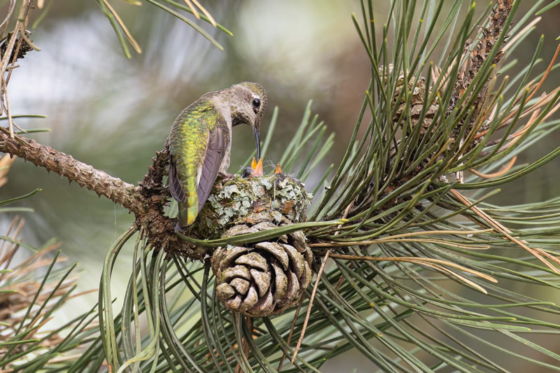 Bird Photographer Of The Year 2022 Finalists