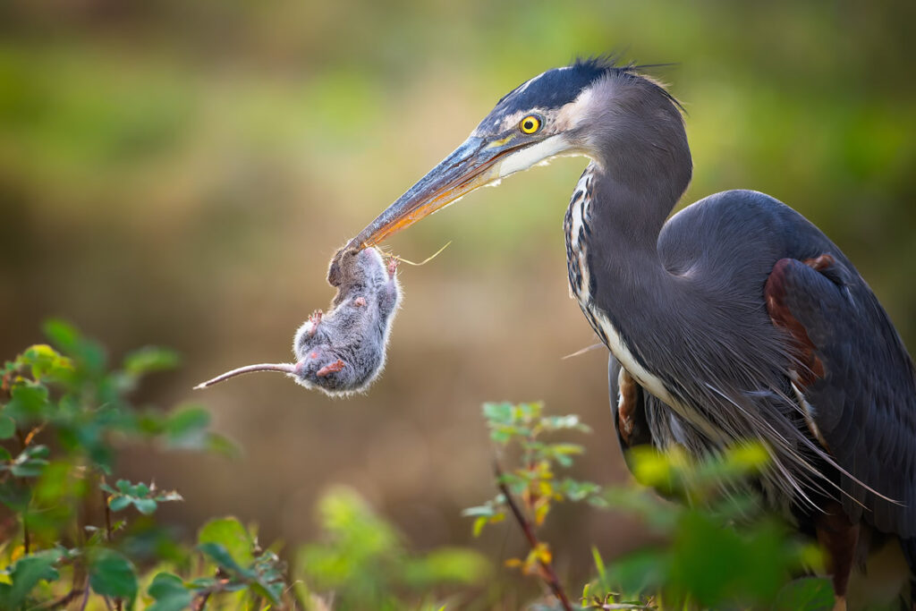 11 Finalists From The Bird Photographer Of The Year 2022 Competition!